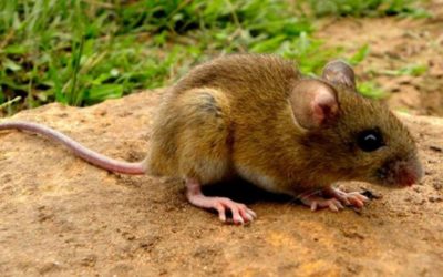 ¿Que son los hantavirus? ¿Como prevenirlos?